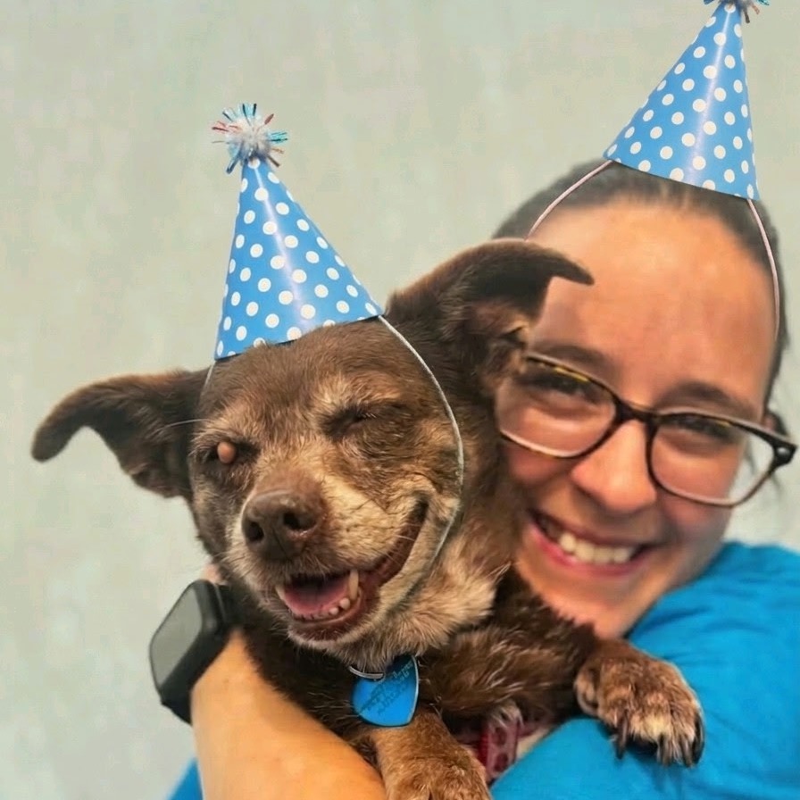 Image of Hershey looking at the camera