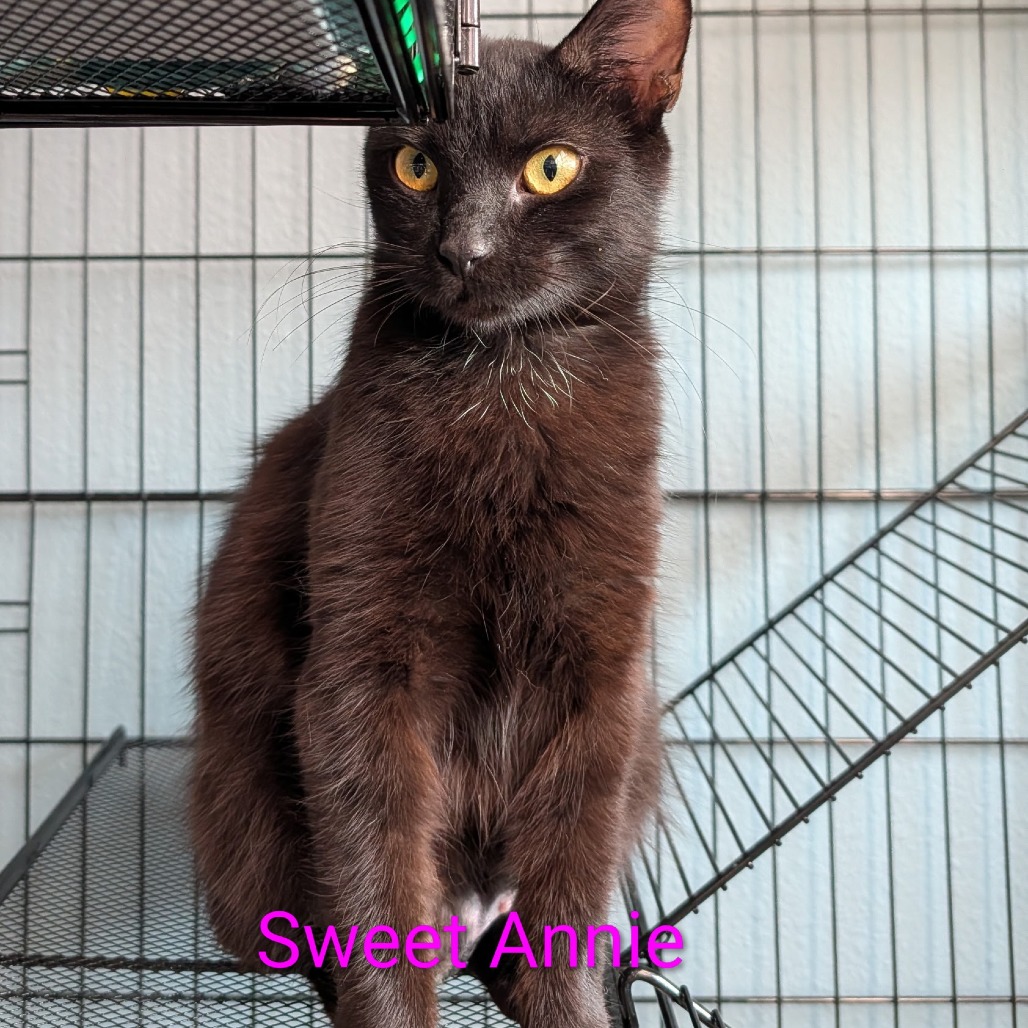 Sweet Annie, an adoptable cat