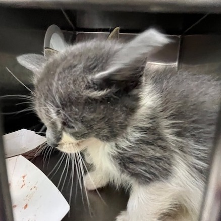 Luna 2 | Furkids - Georgia's Largest No Kill Animal Rescue