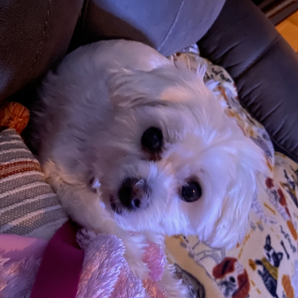 Libby, photo 3