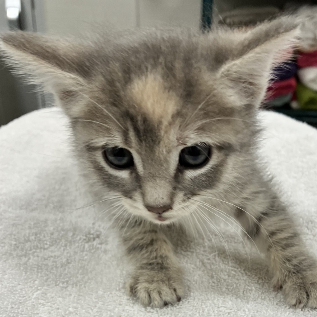 KYLIE - Domestic Shorthair available for adoption