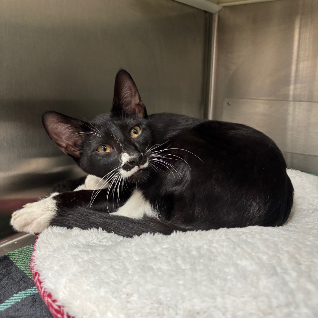Photo of Figaro, a cat adopted from Gulf Coast Humane Society
