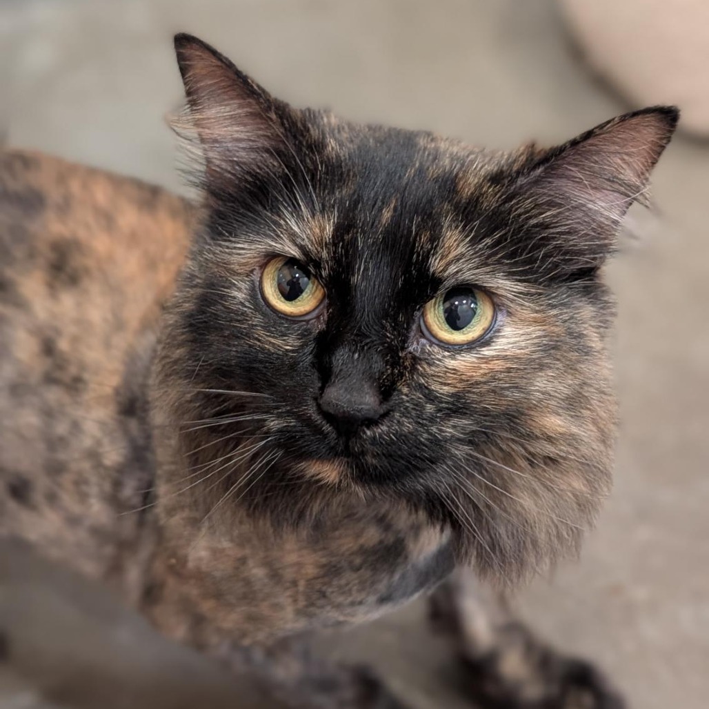 CLEO - Domestic Longhair available for adoption