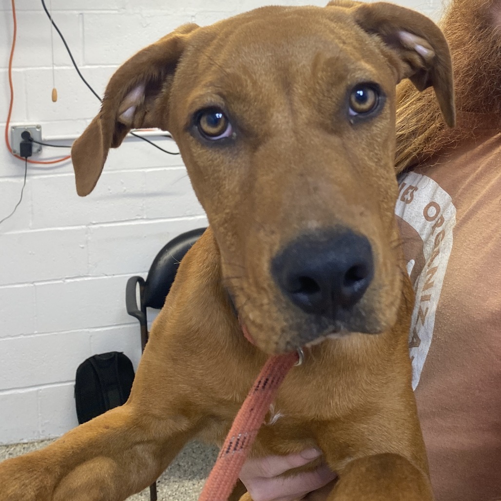 MEATBALL - Foxhound, American / Mix available for adoption