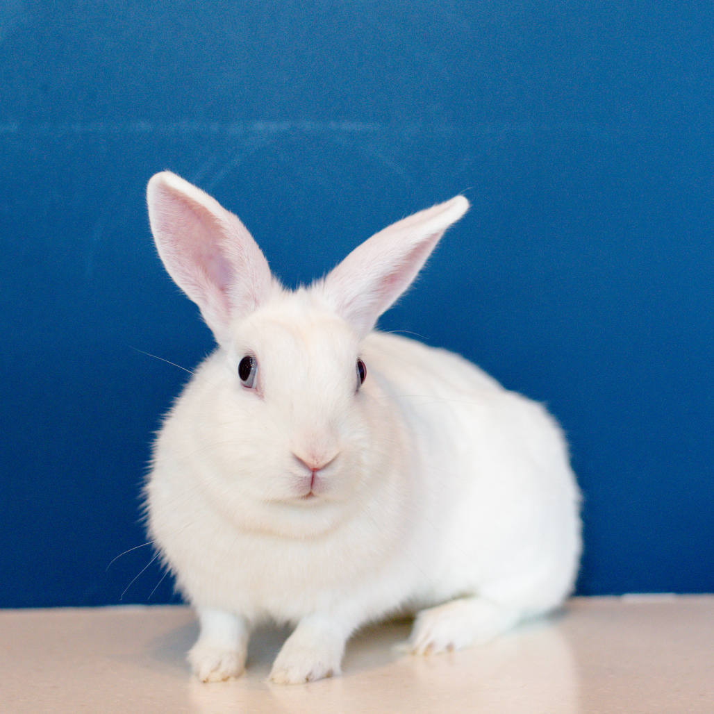 APPLEBEE - American available for adoption