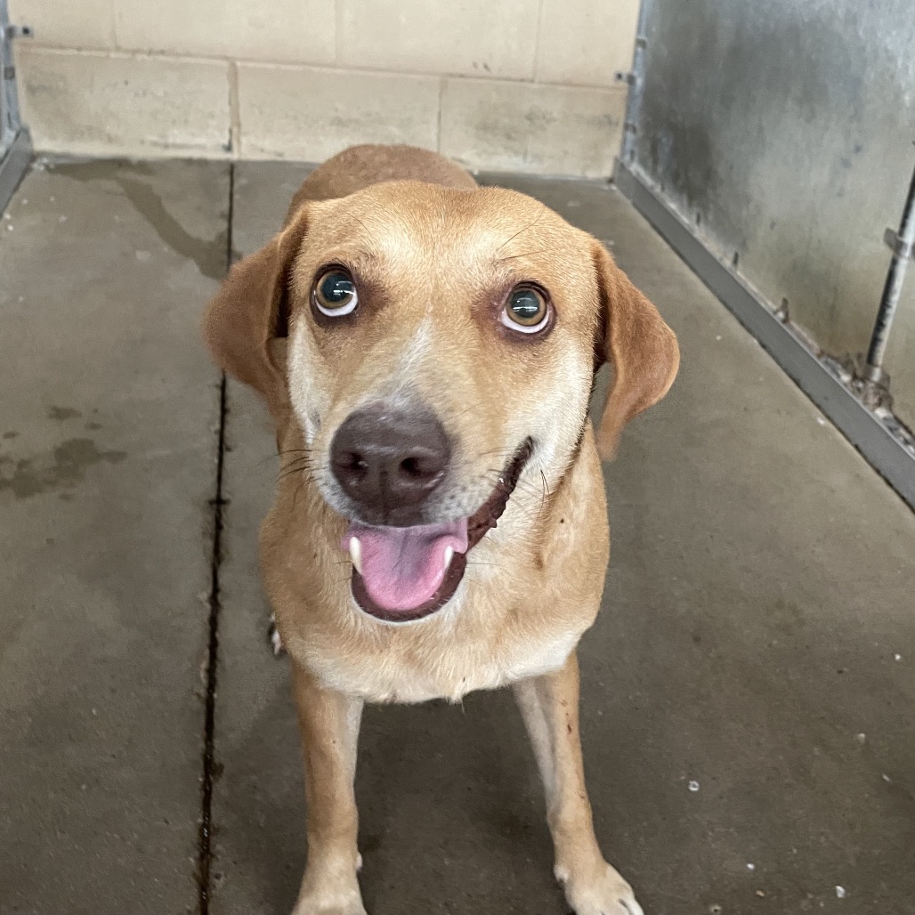 NOELLE - Shepherd available for adoption