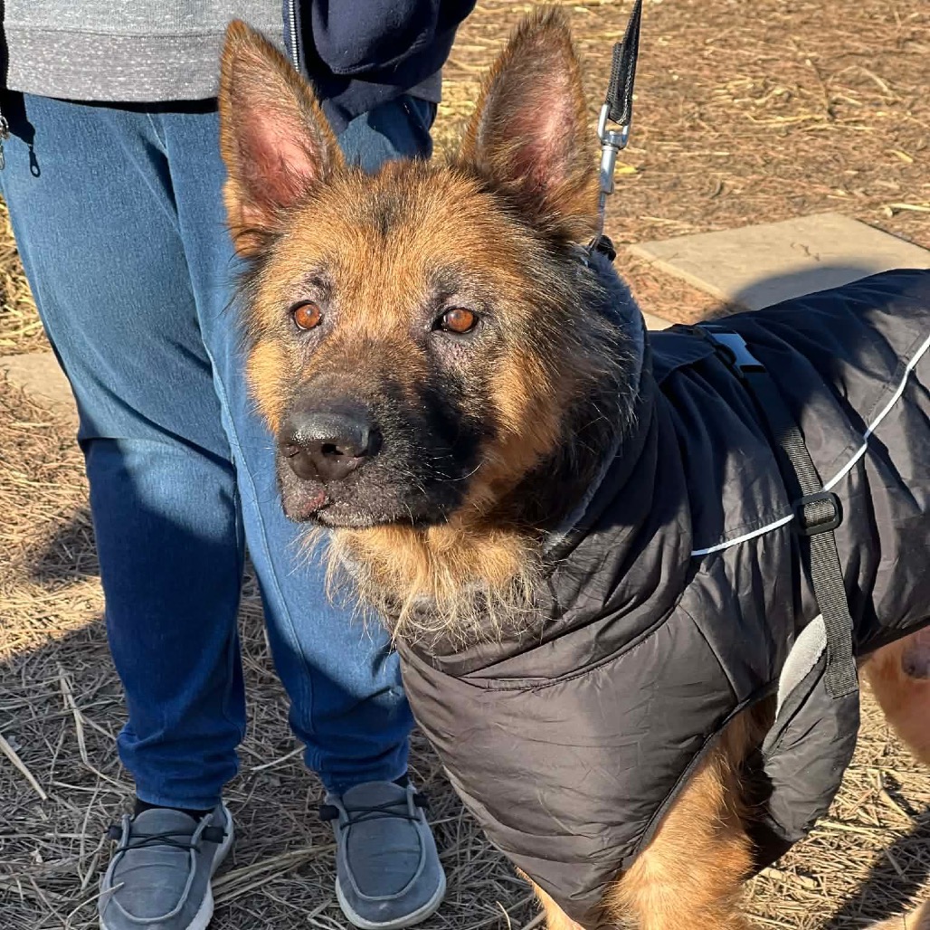 Bruno / Bucky — thumbnail 3