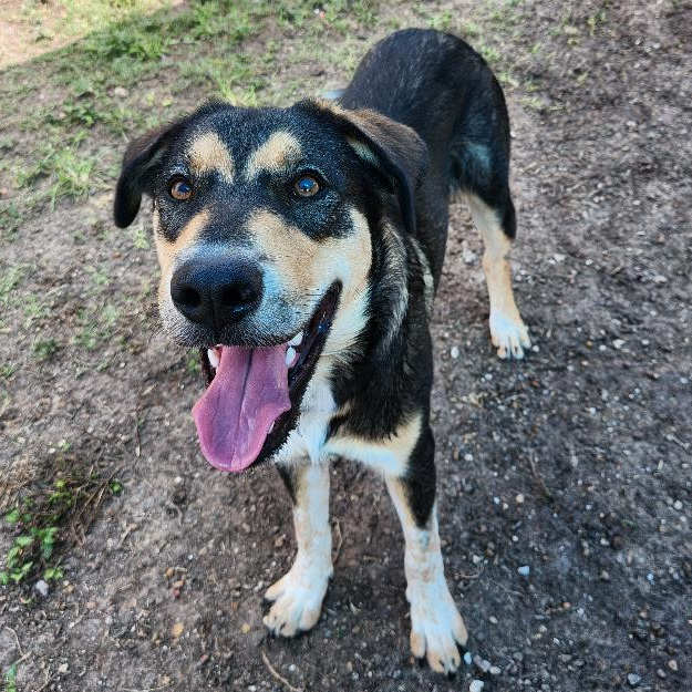 Photo of Bacon, a dog adopted from Gulf Coast Humane Society