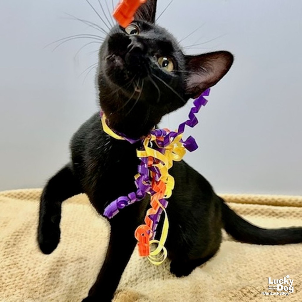 WEDNESDAY - Domestic Shorthair available for adoption