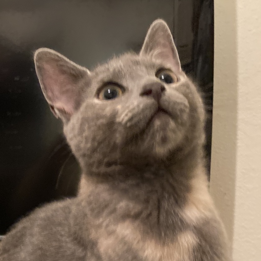 Cinderella (aka Itty Bitty)