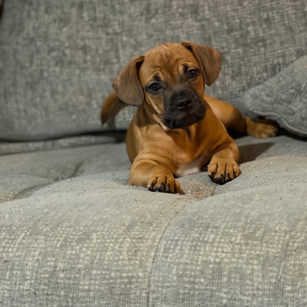 BEECHNUT - Mixed Breed (Small) available for adoption