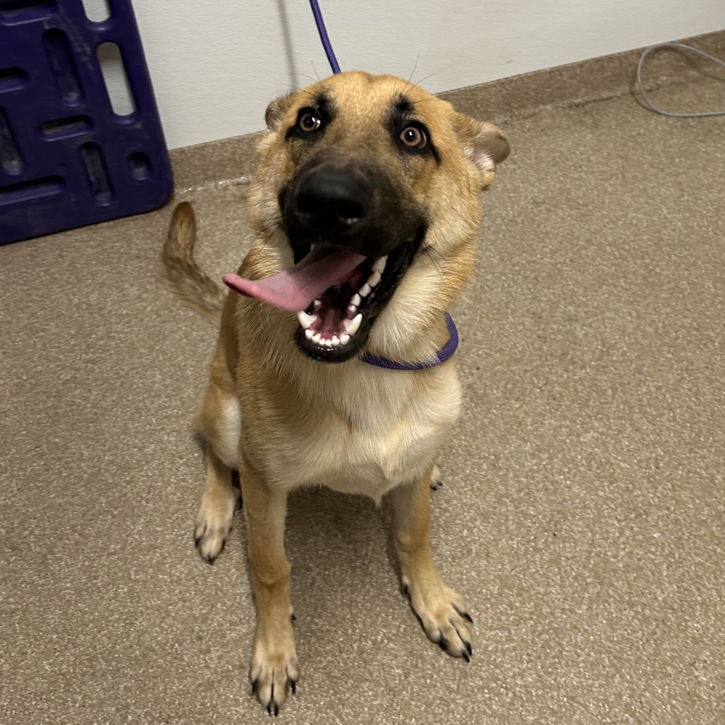 KING - Shepherd / Mix available for adoption