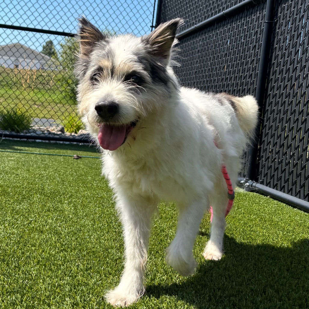 Shaggy, photo 5