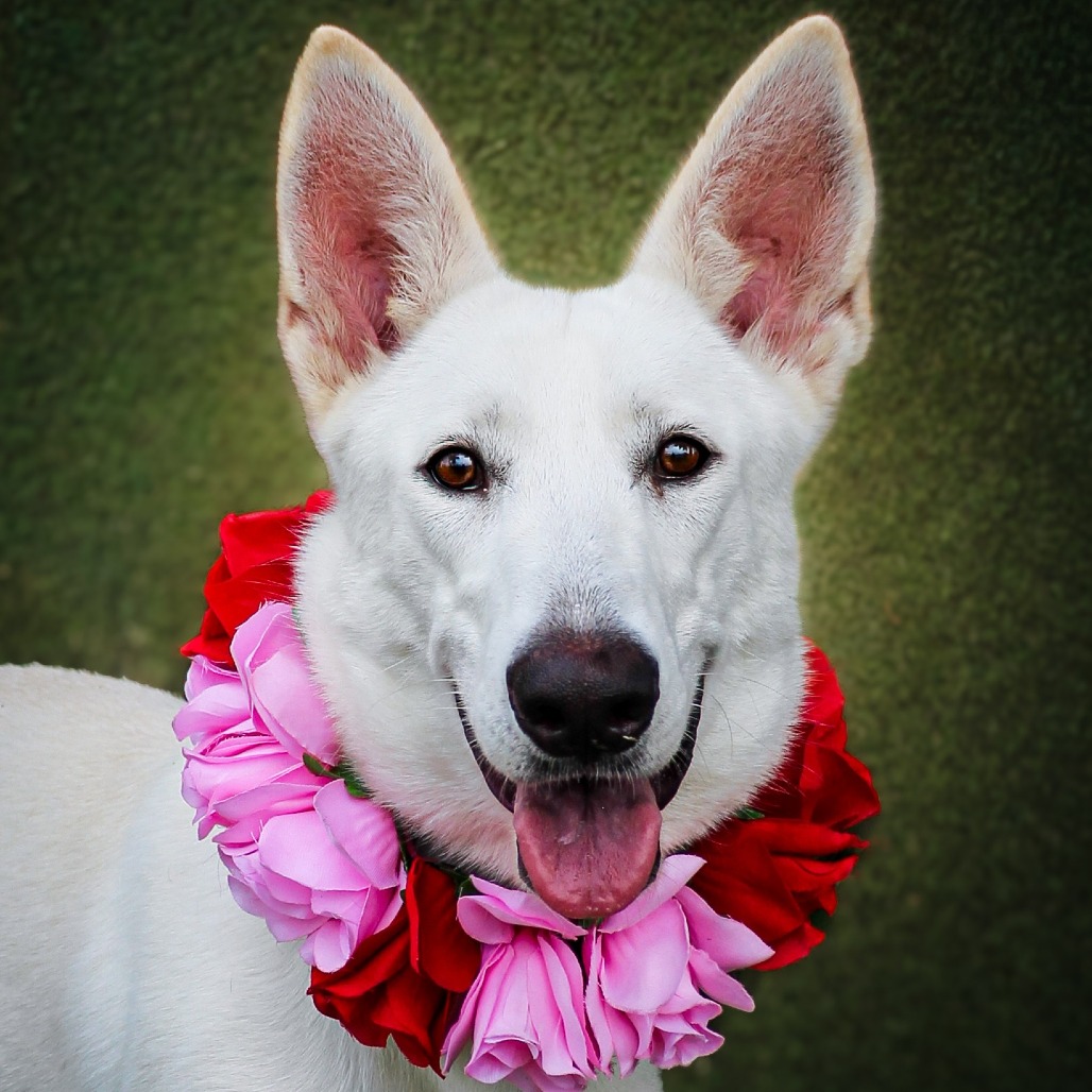 Kaya, an adoptable dog at SPCA-BC