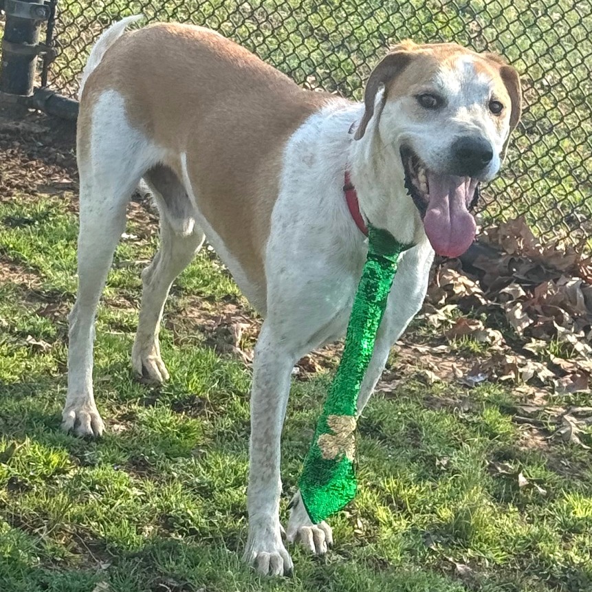 Rocco — thumbnail 8