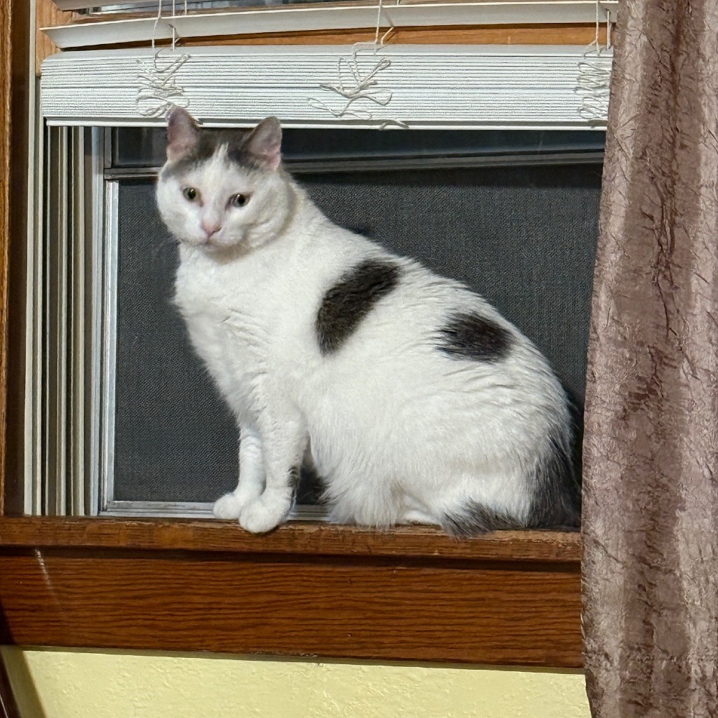 Gizmo--In Foster, photo 6
