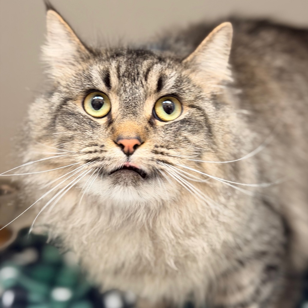 Nala — thumbnail 2