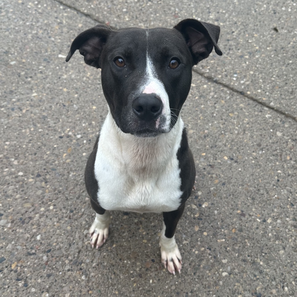 Flinstone — thumbnail 3