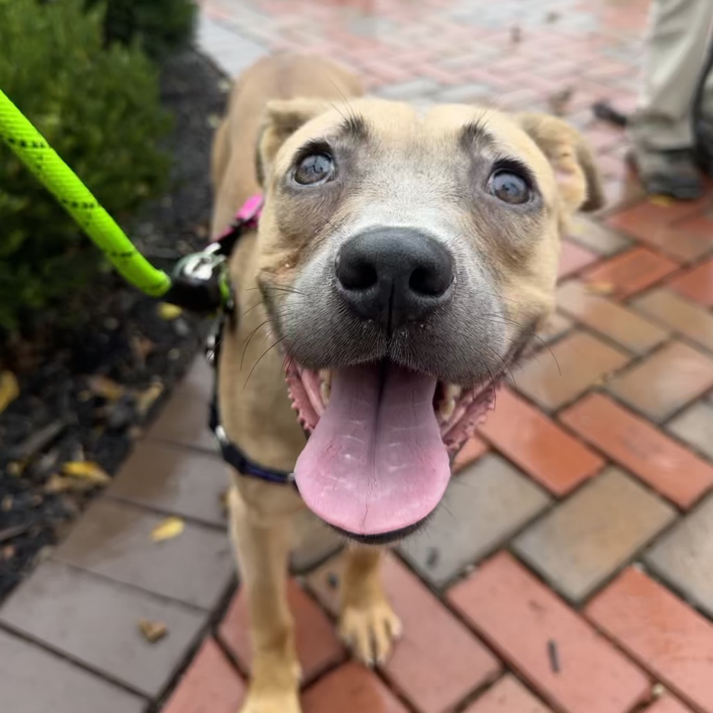 MOANA - Mixed Breed (Medium) available for adoption