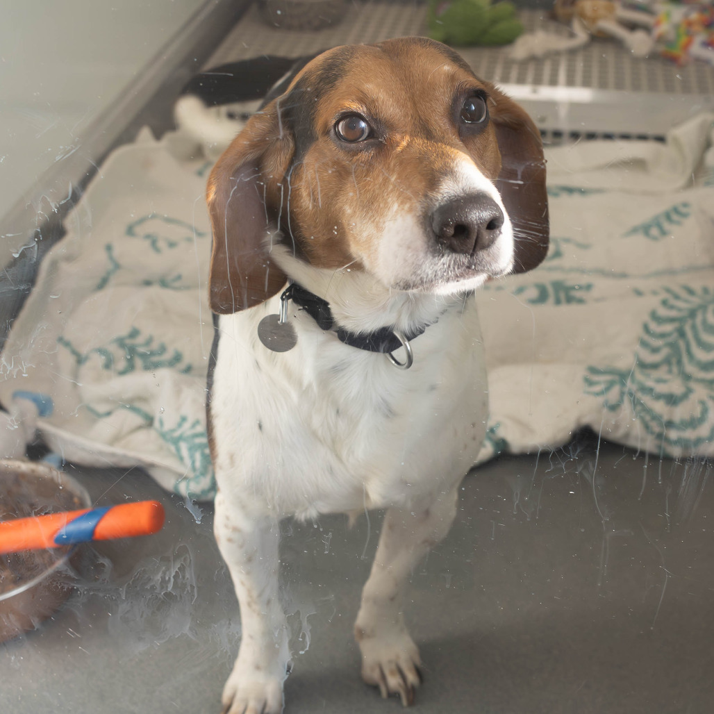 Ringo — thumbnail 3