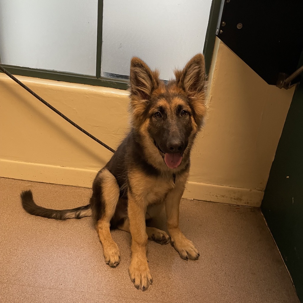 German Shepherd