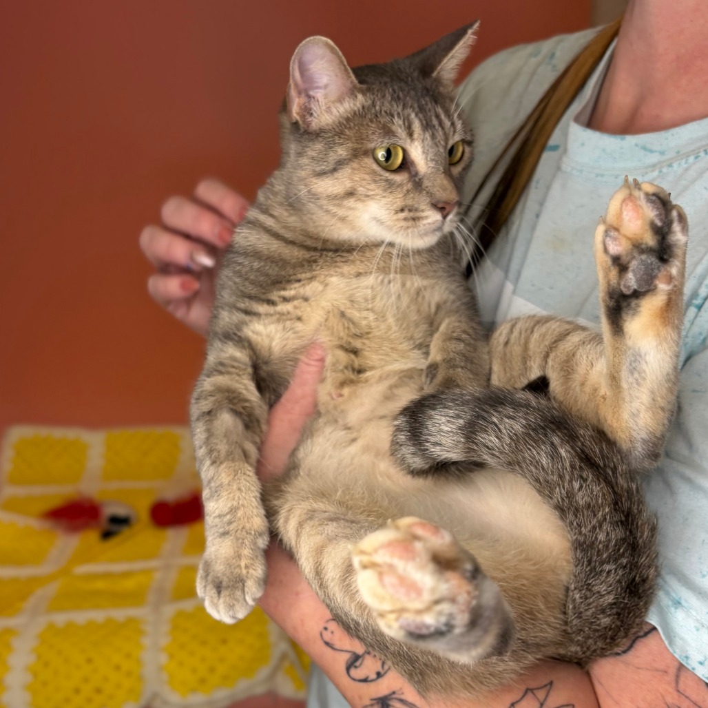 BABY MAMA - Domestic Shorthair available for adoption