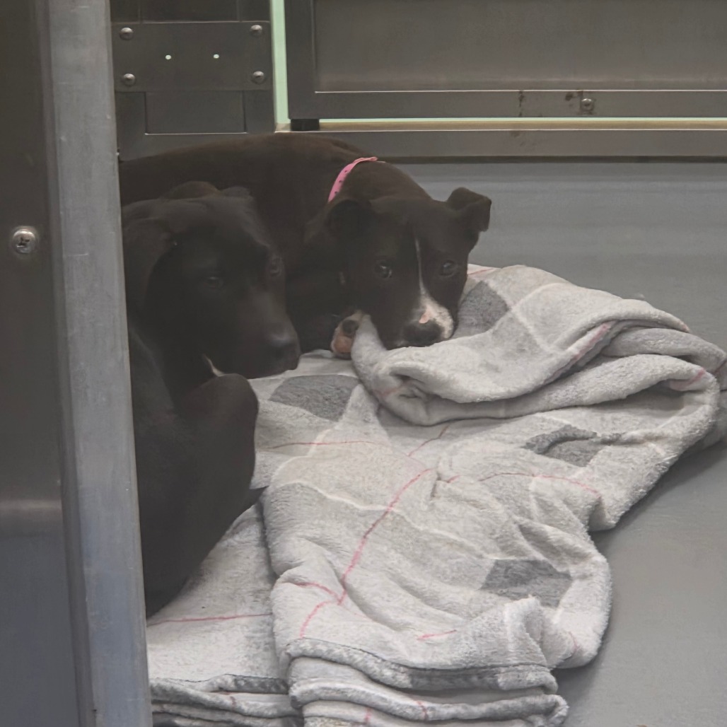 McDouble — thumbnail 4