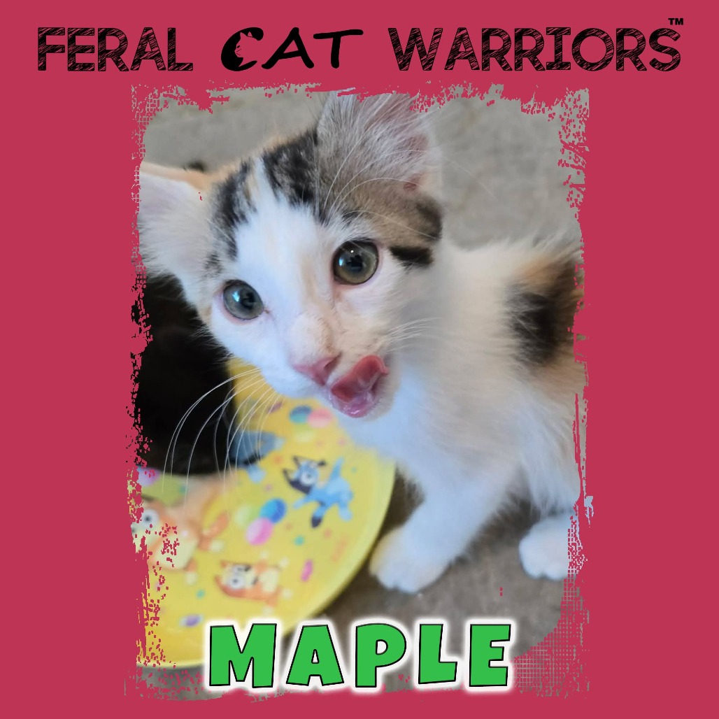 Maple