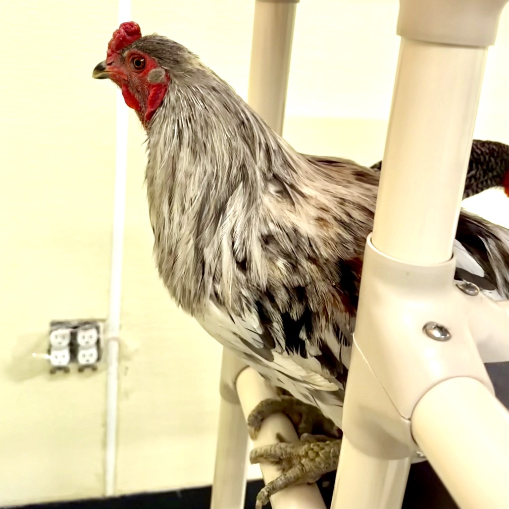 MILO-Stray-chicken1