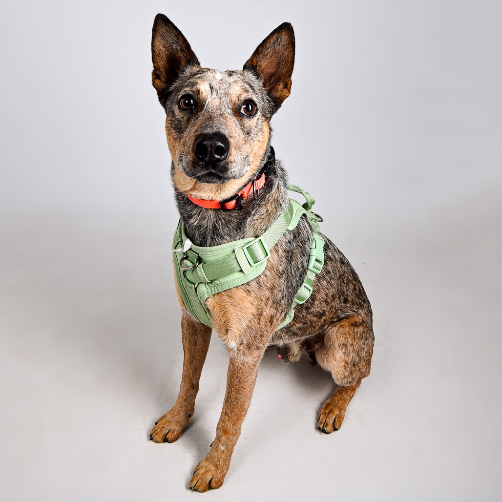 Gimly — thumbnail 4