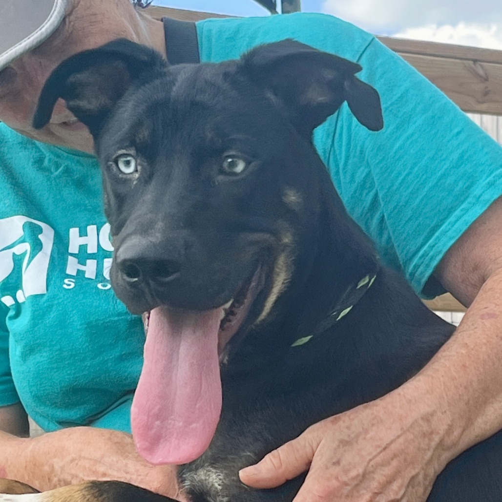 BUBBLICIOUS - Mixed Breed (Medium) available for adoption