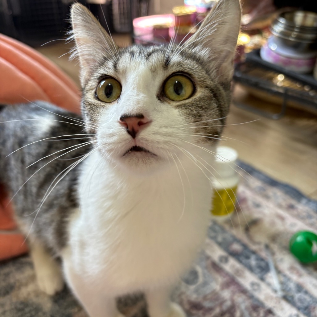 SIE - Domestic Shorthair for adoption in West Jordan