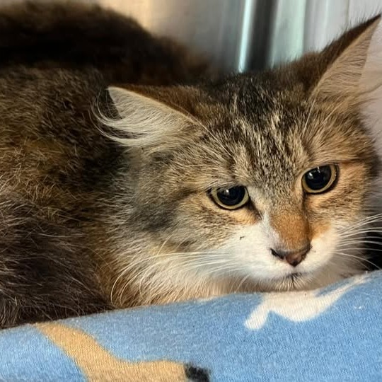 Fiona - Domestic Longhair