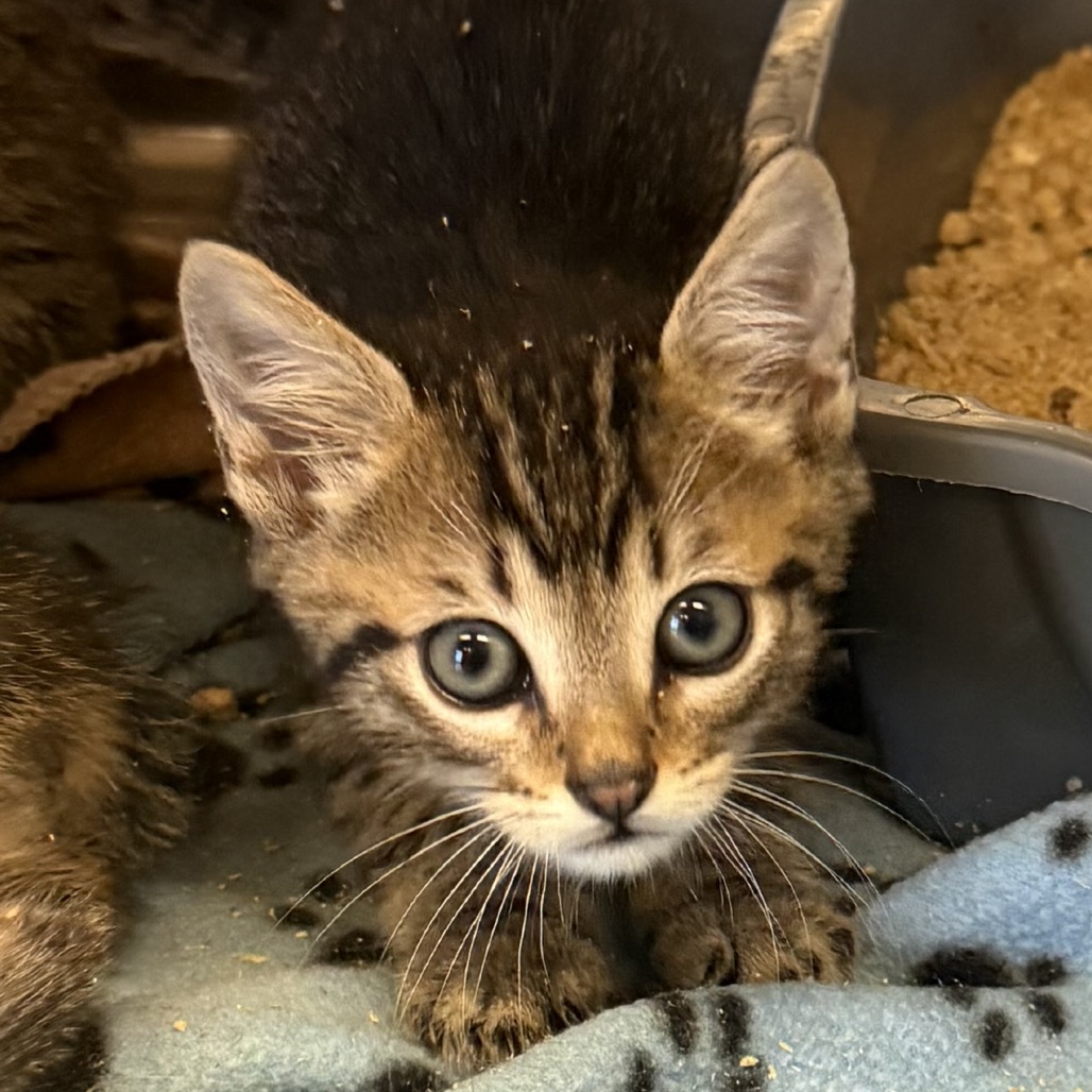 Tusc Stray 84636 2