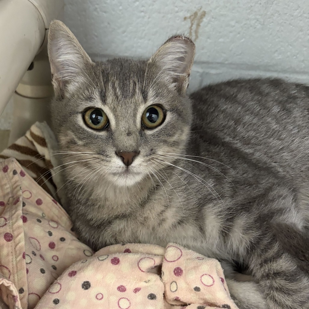TOSHI - Domestic Shorthair available for adoption