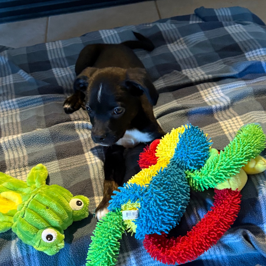 Waylon, photo 16