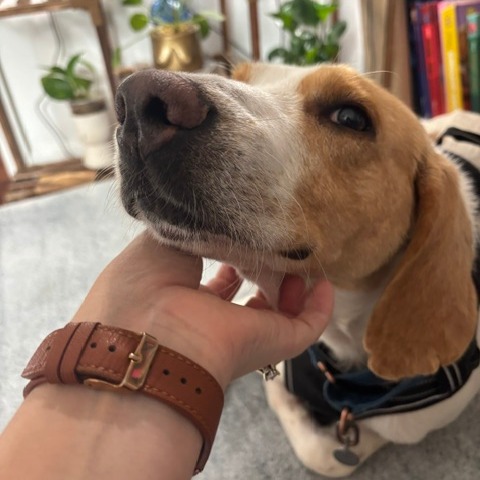 ALLEN - Hound available for adoption