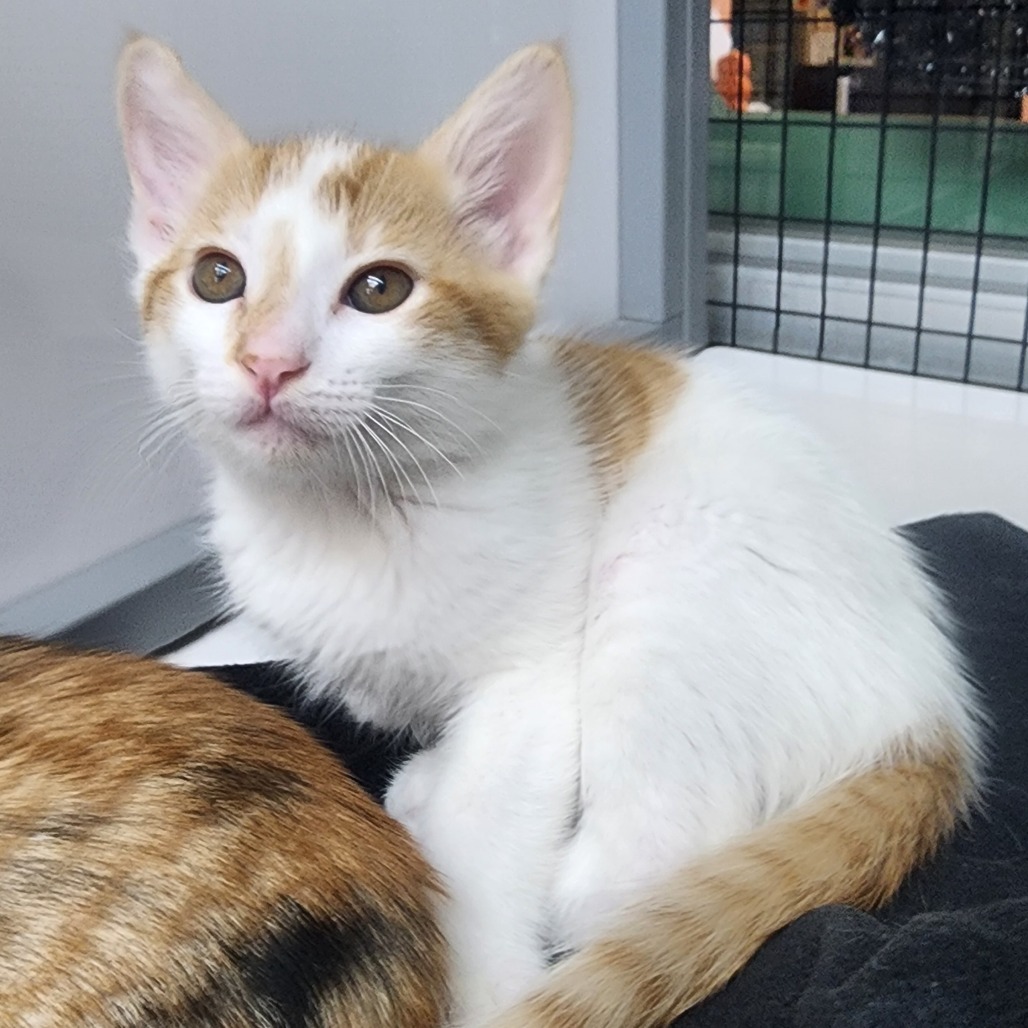 A#73b Snowball's preview photo