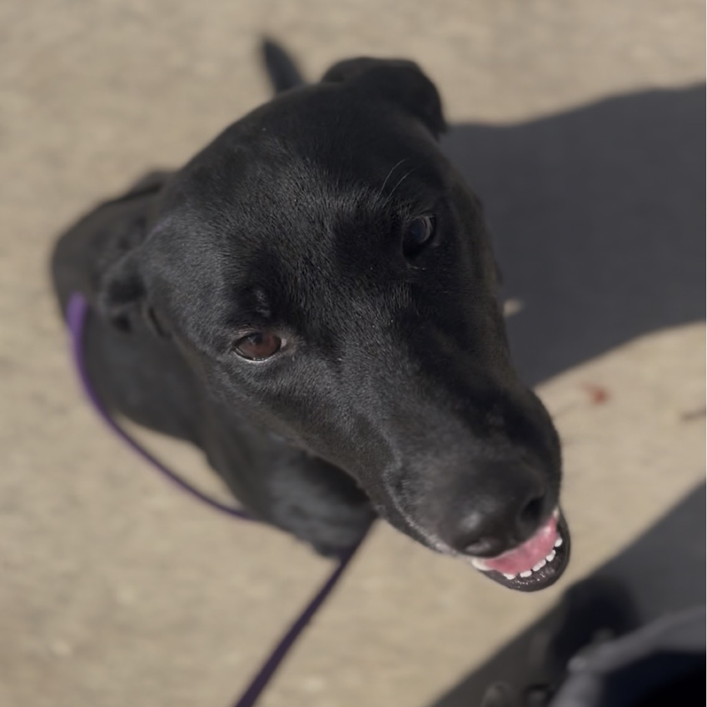 Stella