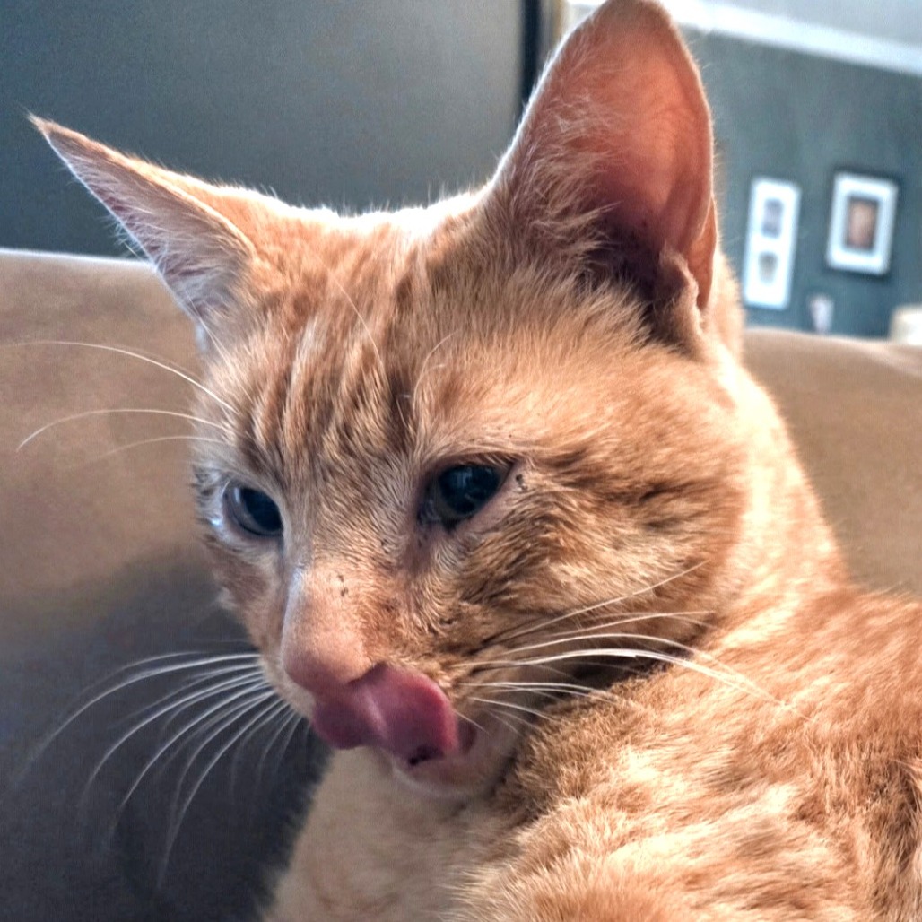 Lt. Dan — thumbnail 3