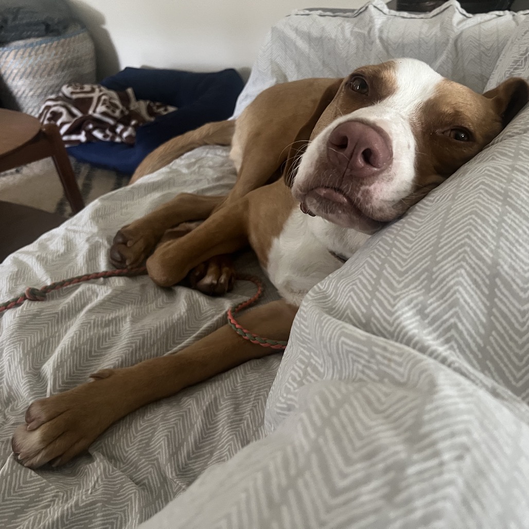 Bandito — thumbnail 8