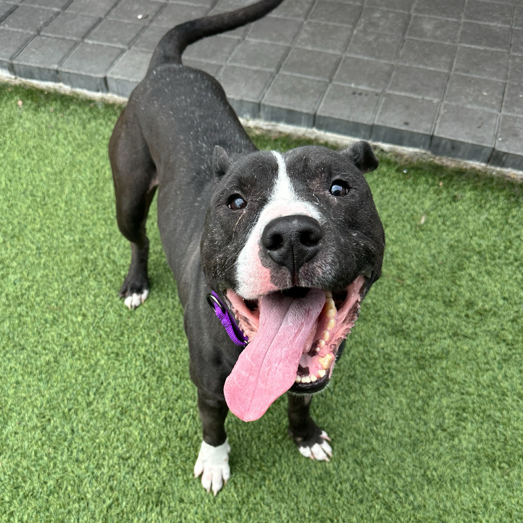 Hot Cocoa — thumbnail 2