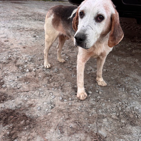 Stanley, photo 2