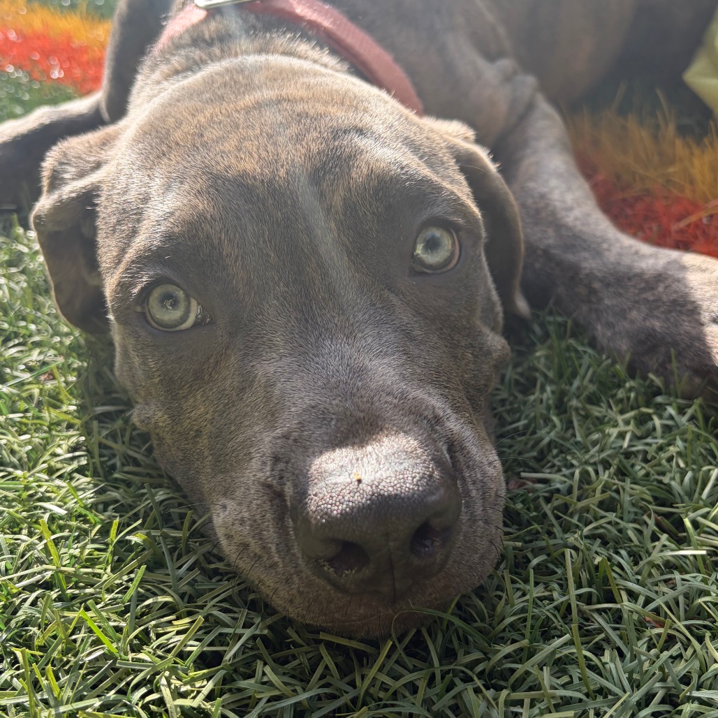 AVON [ORANGE] - Mastiff / Cane Corso available for adoption