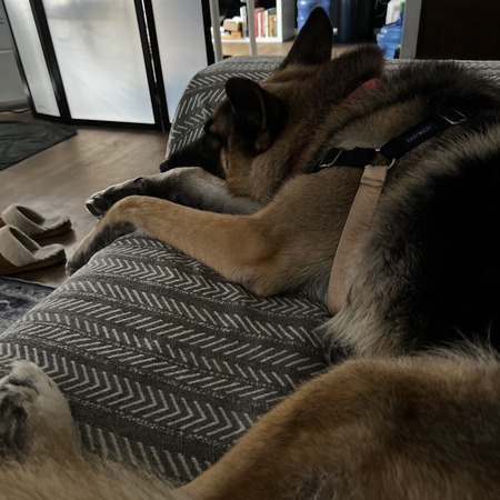 Rosco, photo 12