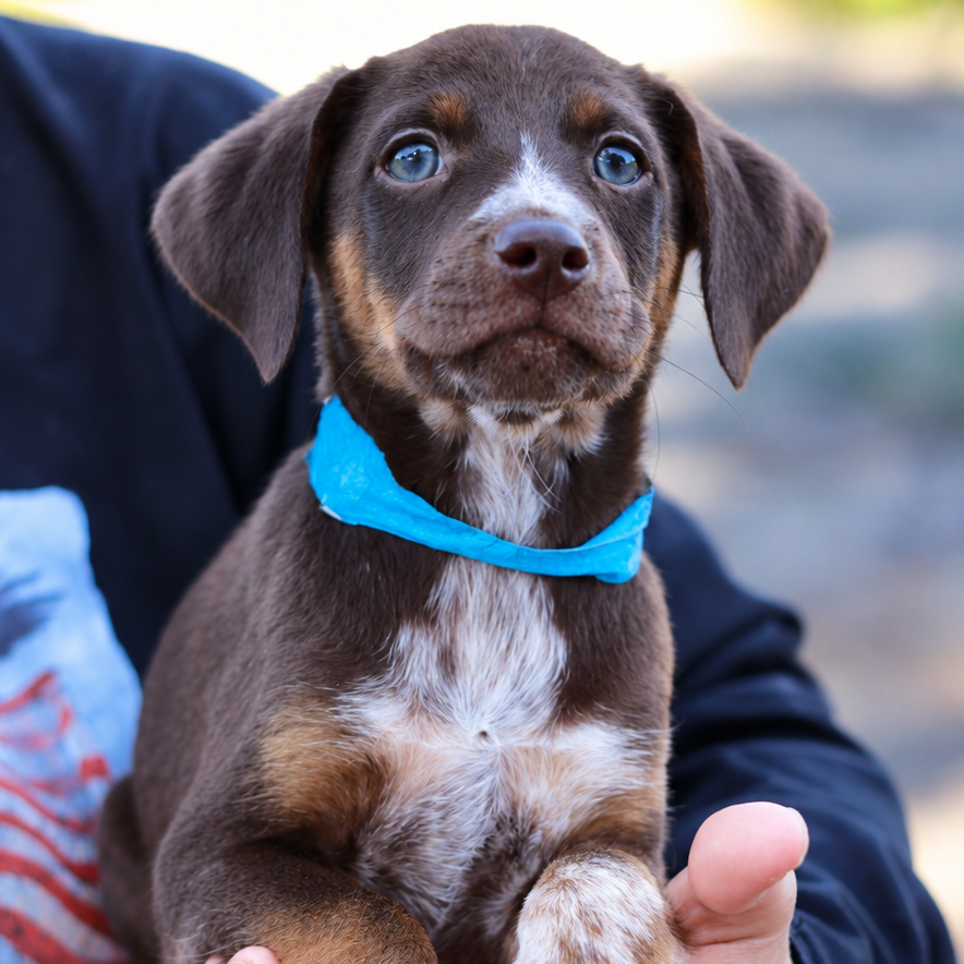 CT Goober avail Oct 10 (Petco- Enfield, CT)