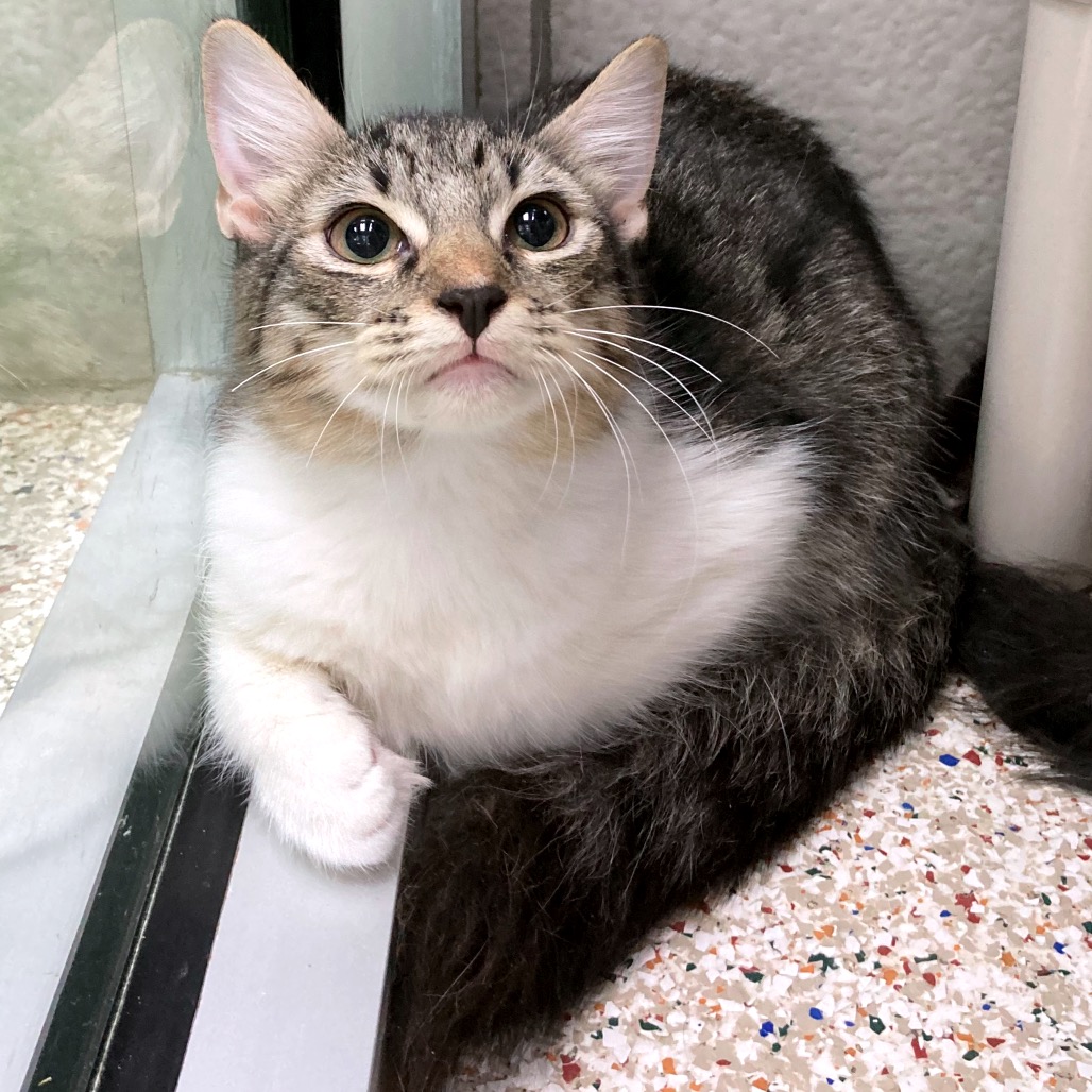 BENITA (NO-ONE) - Domestic Shorthair available for adoption