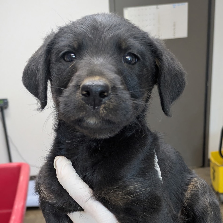 XYLOPHONE - Schnauzer / Retriever, Labrador available for adoption
