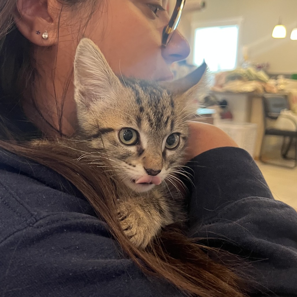 XADEN - Domestic Medium Hair available for adoption