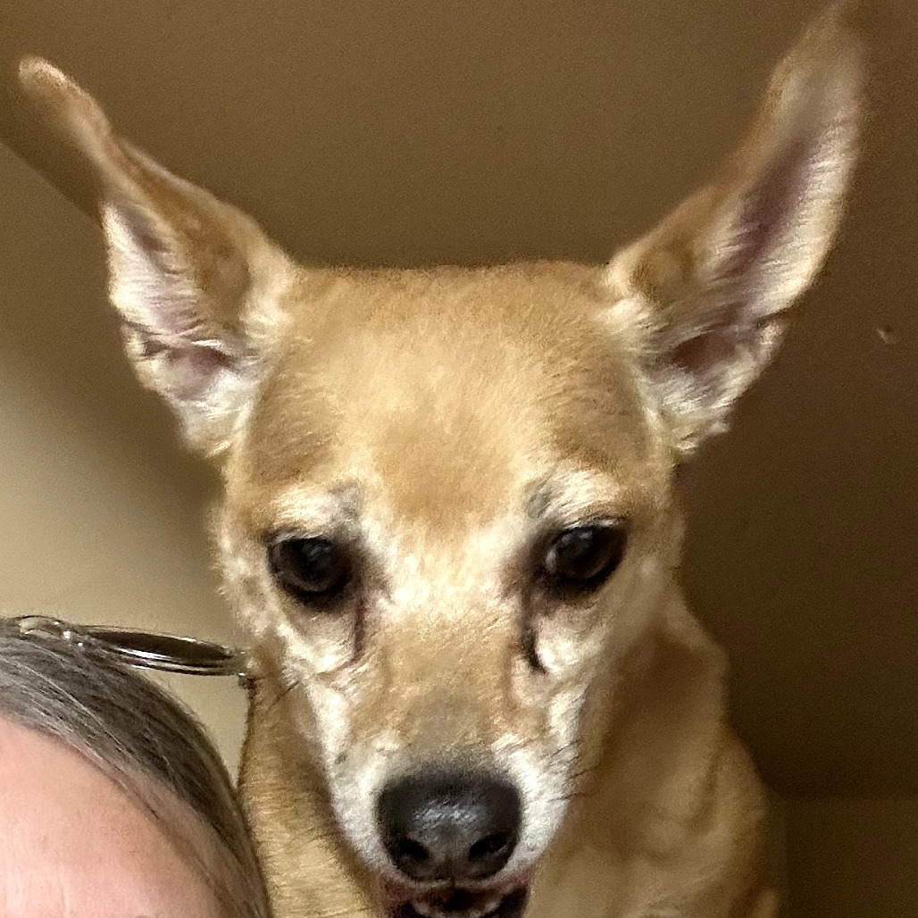 Howie, photo 2